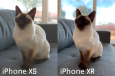 С iPhone XR теперь можно делать портретные фото любимцев