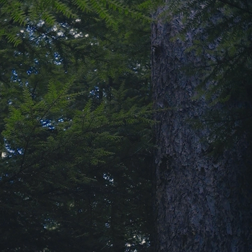 treebeardskotosquare-1 (1).png